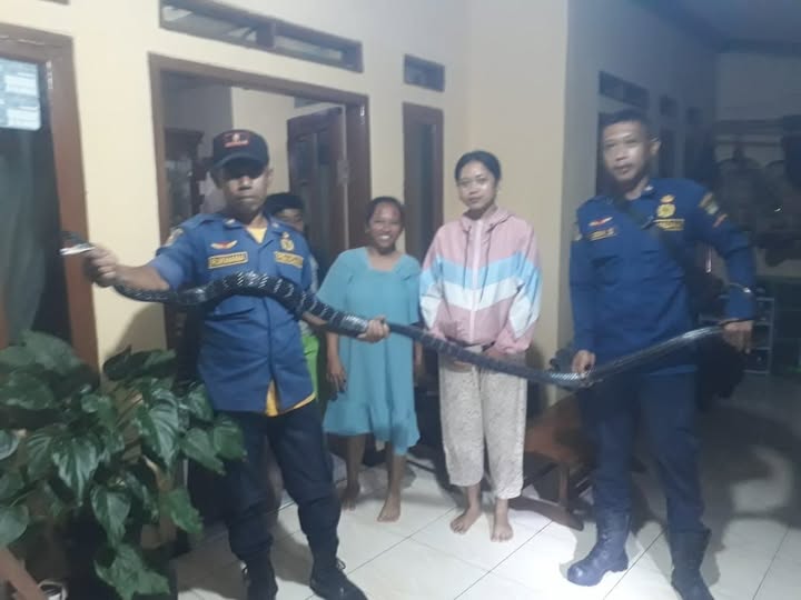 damkar sumedang tangkap king koros