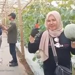 Kampung Melon Sukabumi, Wisata Edukatif Favorit Keluarga
